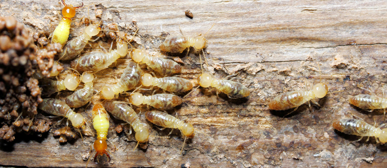 termite workers