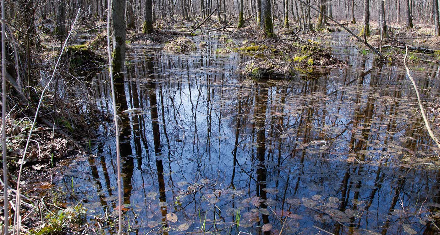 vernal pool