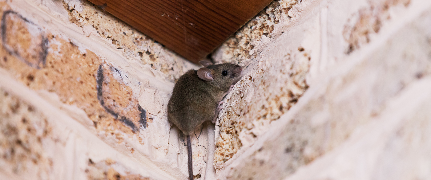 mouse on foundation