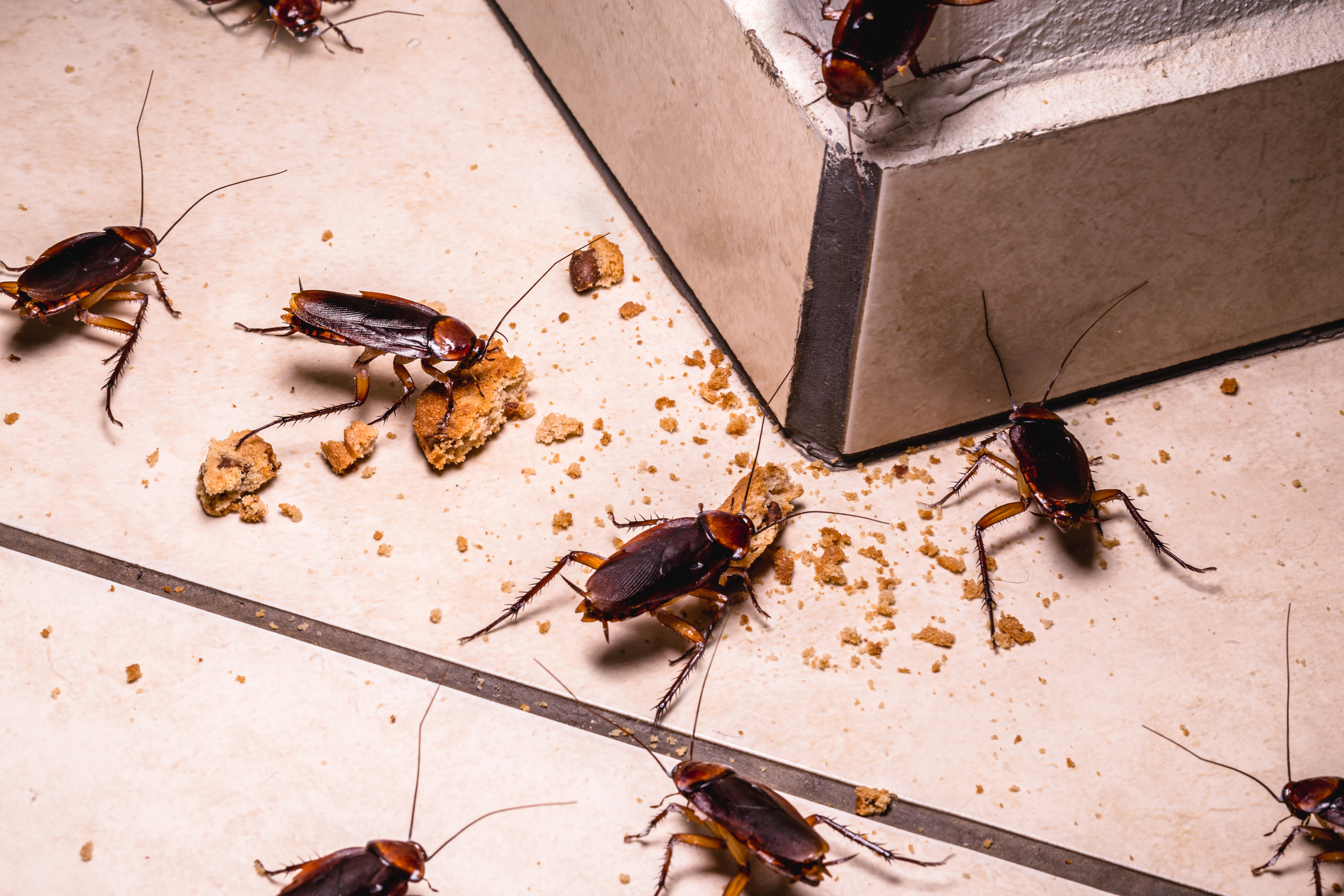 jp-ants-damaged-wood.jpg