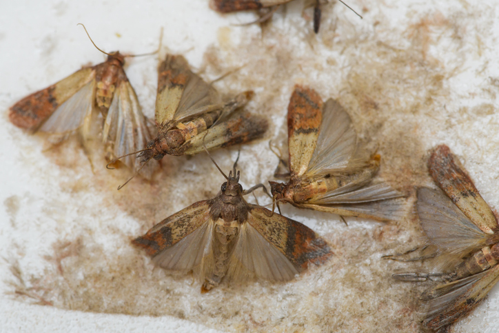 Indian meal moth resting on grain – a common stored product pest that contaminates dry food supplies.