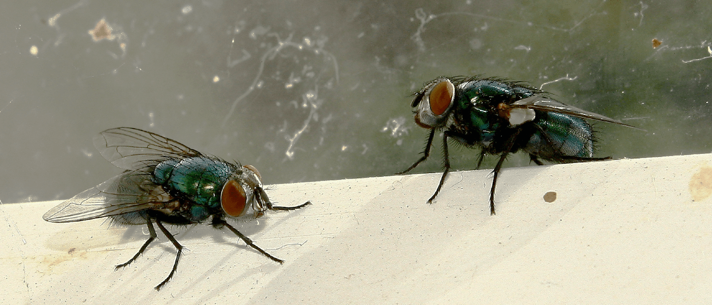 Flies in Healthcare Staff Areas