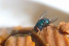 5 steps to control flies right away