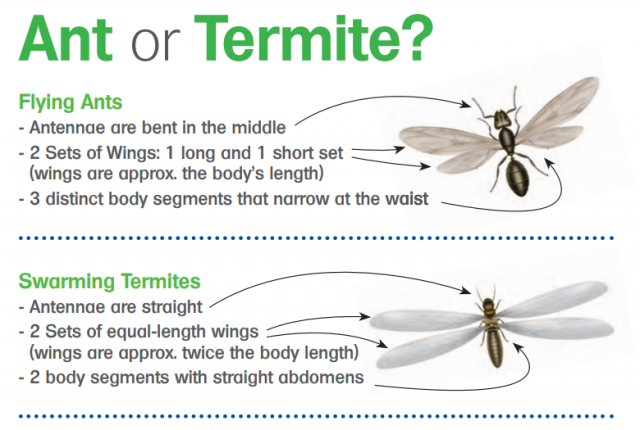 Spring Swarmers: Identifying Termites Before They Get ...
