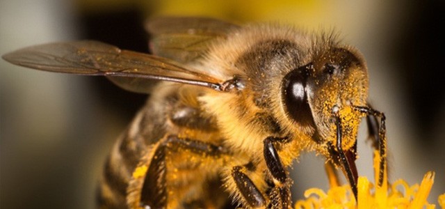 Bee collecting pollen from yellow flower in close-up view.