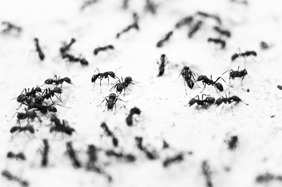 Ants can pose a serious problem come spring time. JP Pest Services can help!