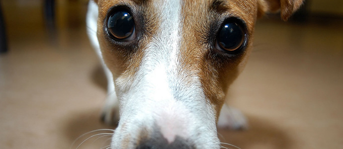 Dog looking closely at camera on indoor floor.
