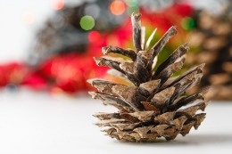 bug-free-pine-cone-crafts