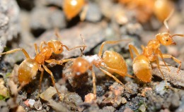 Everything You Need To Know About The Citronella Ant | JP Pest ...