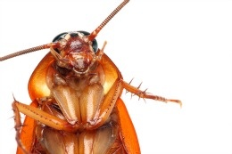 cockroach diseases and health threats