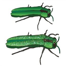 dangers of emerald ash borer