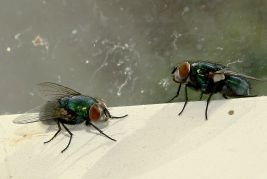 flies commonly found in commercial and business settings