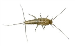 how to get rid of silverfish