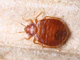 how to remove bed bugs