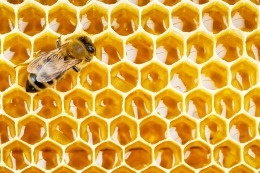 how to safely relocate bees