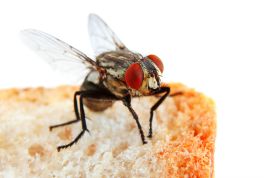 impact of flies on your business