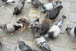 keeping birds out of grocery stores