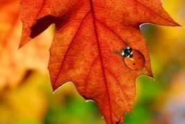 learn about fall pests in new england