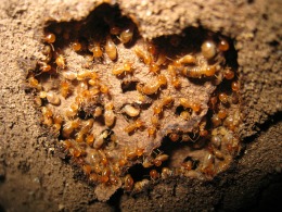 signs of termite infestation