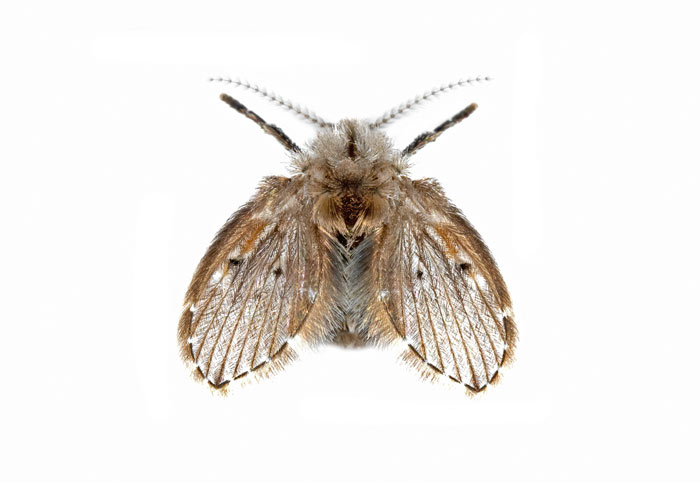 drain fly