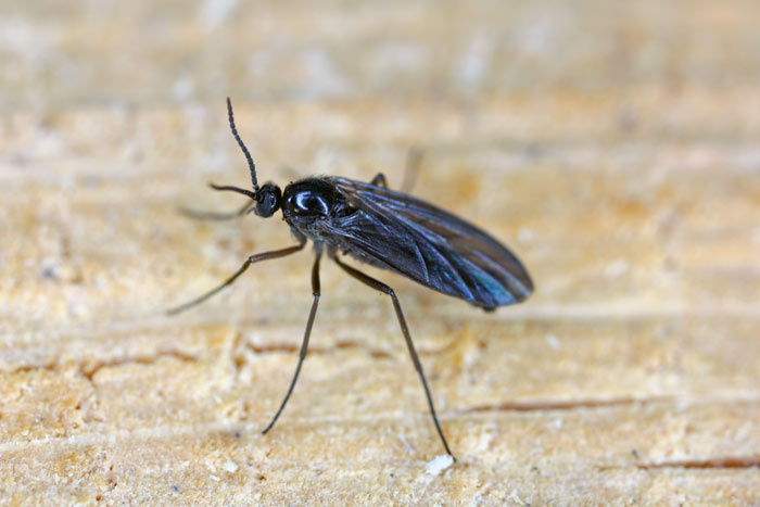 fungus gnat