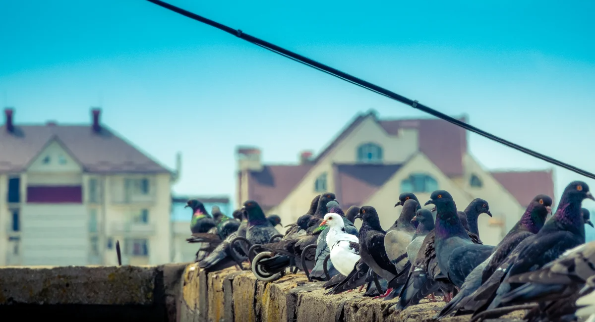 Flock of birds gathering on a building ledge, a common issue for commercial properties.Bird droppings and their sharp claws can damage property, leading to expensive repairs