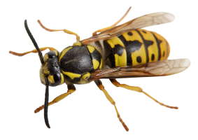 wasp