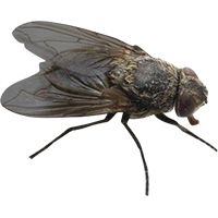 Cluster Flies