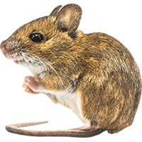 Mice