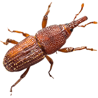 Rice Weevils