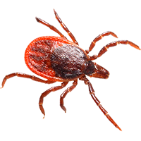 Ticks