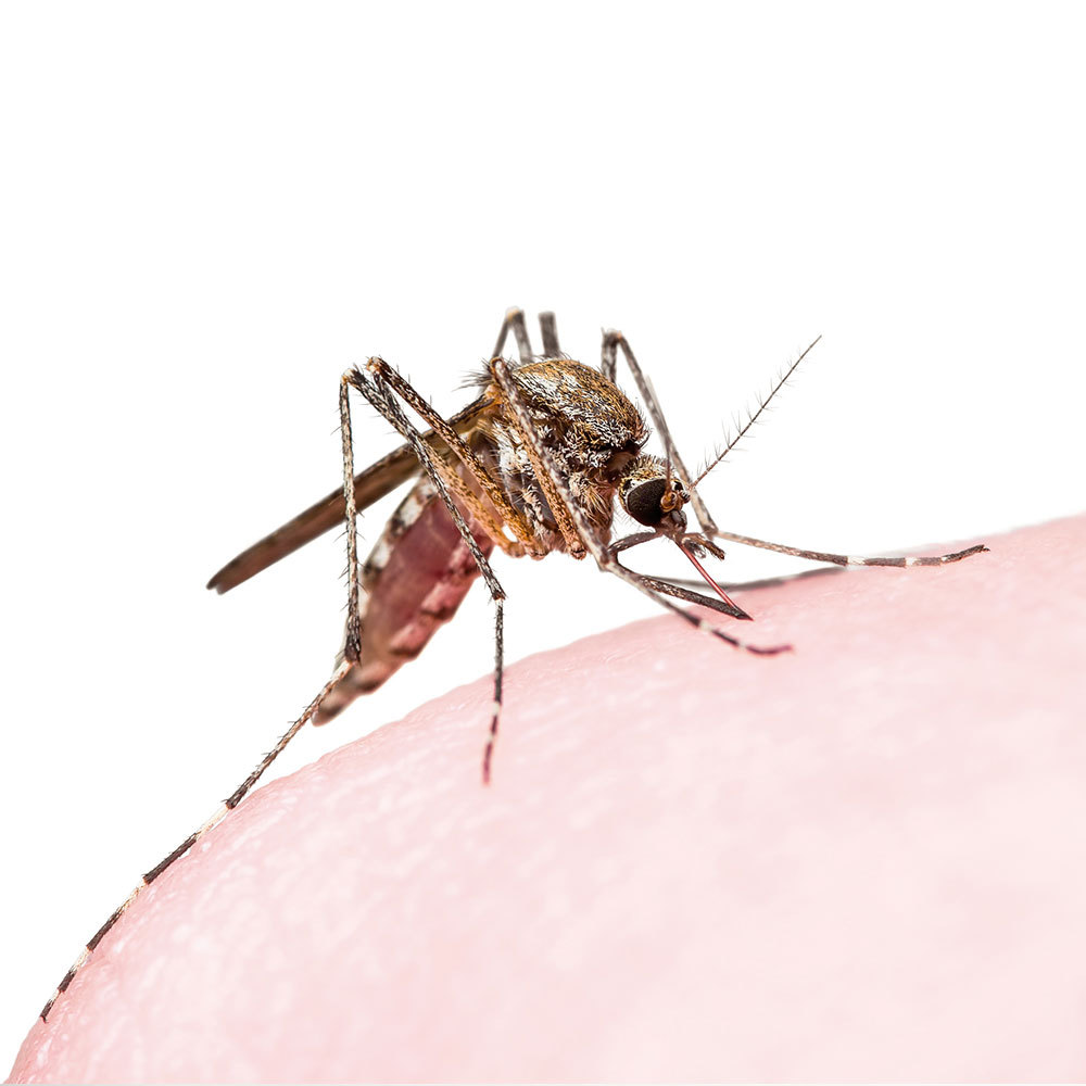 jp-mosquito-50.jpg