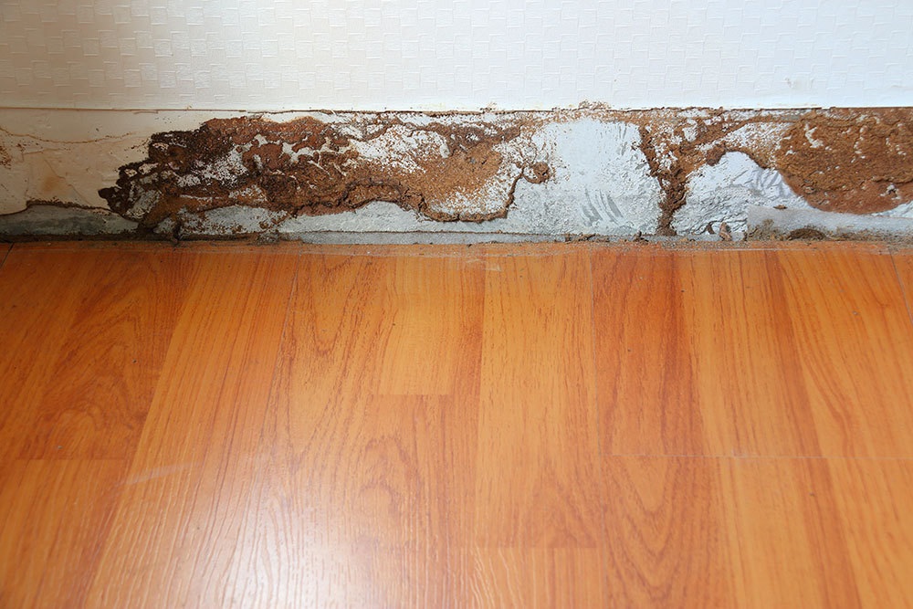 jp-ants-damaged-wood.jpg