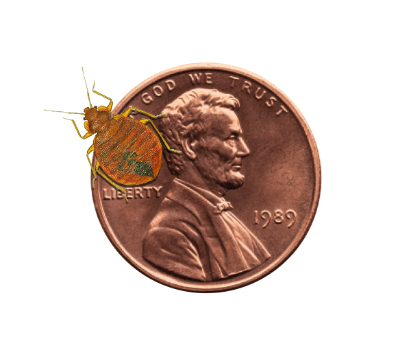 jp-bedbug-life-penny.jpg
