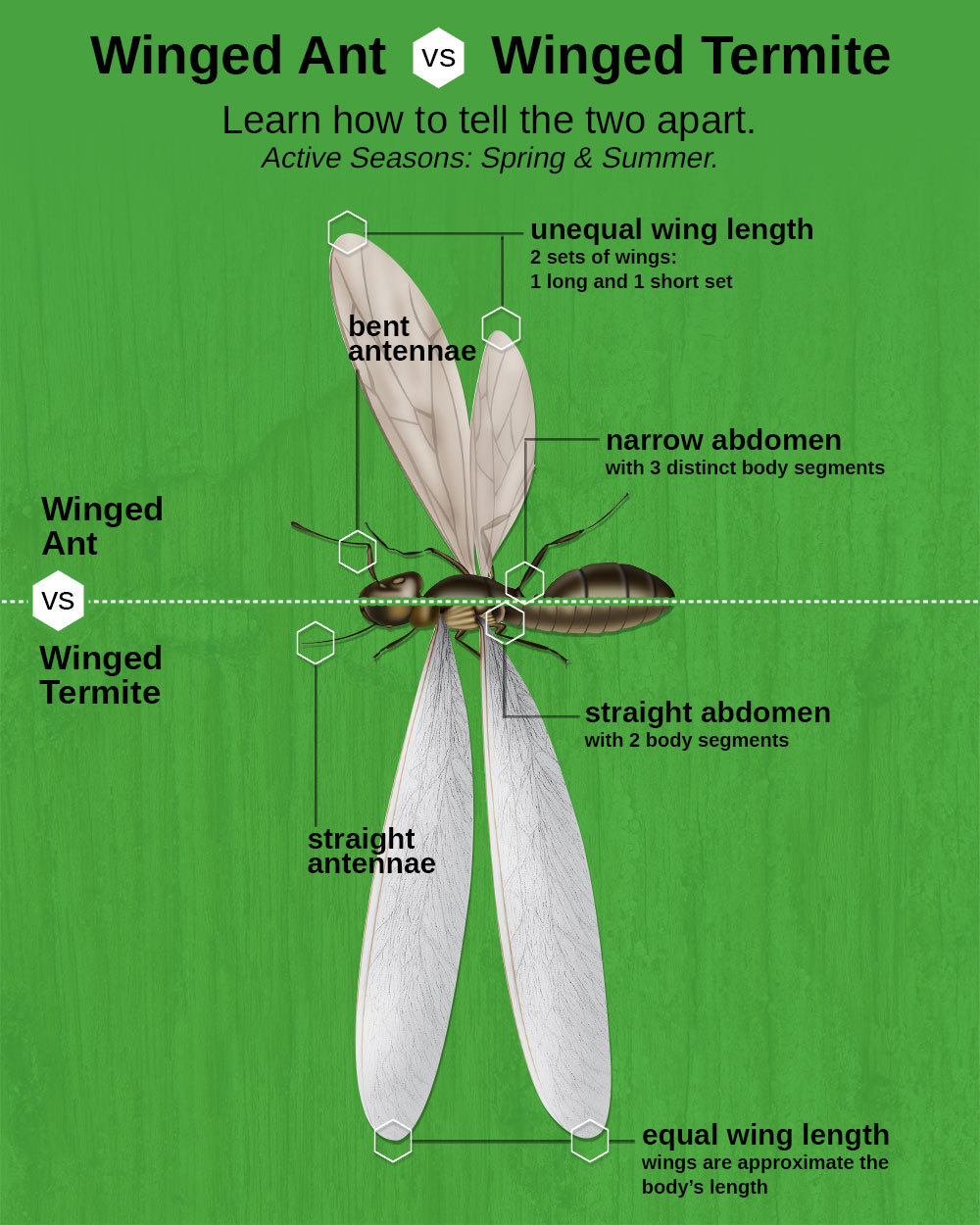 termite-differentiation-chart.jpg