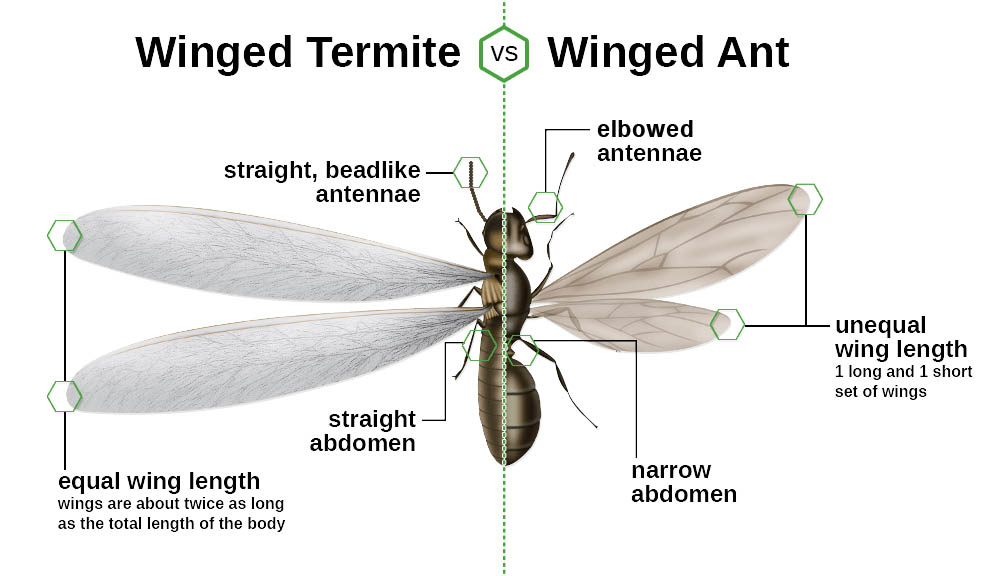 winged ant