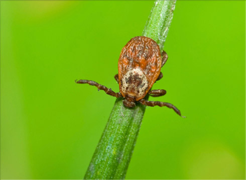 American Dog Tick