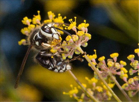 Bald Faced Hornet