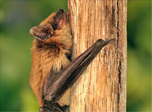 Big Brown Bat