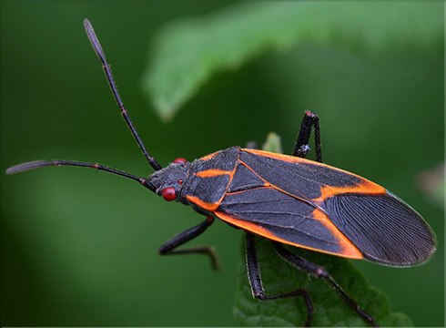 Boxelder Bug