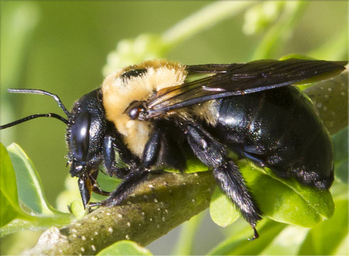 Carpenter Bee