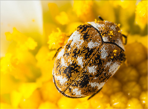 Varied Carpet Beetle — Insects Limited