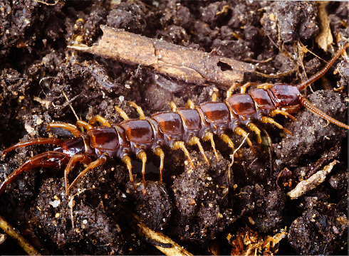 Centipede