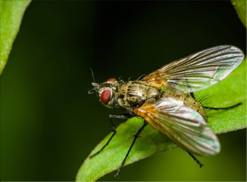 Cluster Fly