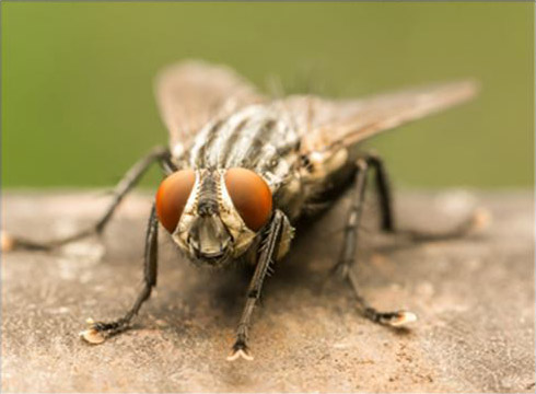 Common House Fly