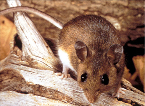 Deer Mouse