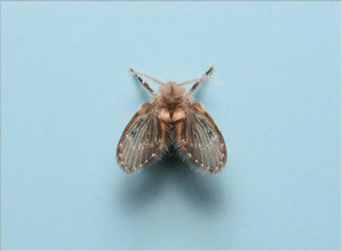 Drain Fly