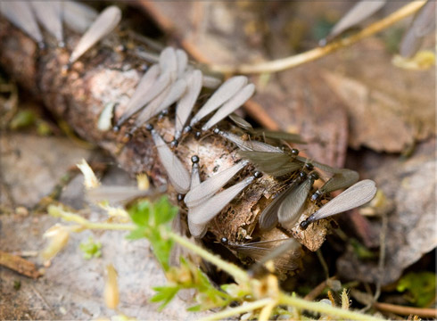 Eastern Subterranean Termite