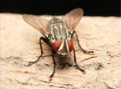 Flesh Fly