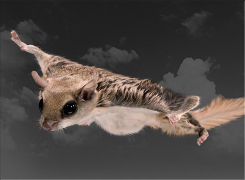 Northern Flying Squirrel